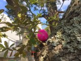 Live oaks provide hiding places at the OUMC Easter Egg Hunt.